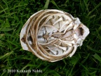 skeleton of marine isopod - Kenneth Noble